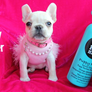 Et pourquoi pas une diversification de l’offre en salon grâce à PET HEAD ?