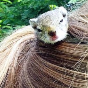INSOLITE : elle se coiffe avec… un écureuil