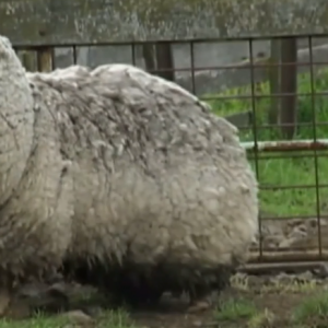 Jamais tondu, un mouton devrait bientôt rendre une visite au coiffeur