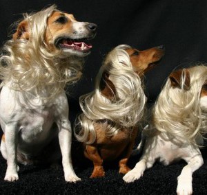 Diversification : le shampoing pour chiens, une tendance au poil
