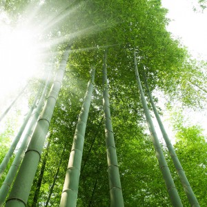 Tendance Green Addict