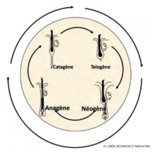 Fiche pédagogique : le cycle de vie du cheveu